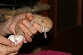 What to feed newborn kittens? My Cat Cannot Defecate Or Urinate Causes And Treatment