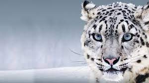 395953 wallpaper snow leopard picture