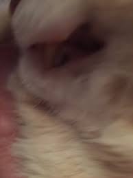 brown spots on my cats gums thecatsite