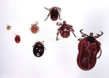 Lyme Disease Wikipedia