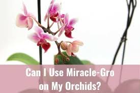 can i use miracle gro fertilizer on my