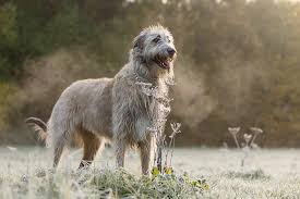 Von willebrand's disease (vwd), progressive retinal atrophy (pra), and megaesophagus, joint dysplasia and allergies. Irish Wolfhound Dog Breed Information