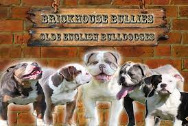 olde english bulldogges puppies