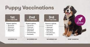 However, each treatment solution is customized for your pet's individual needs. Puppy Vaccination Schedule Black Hawk