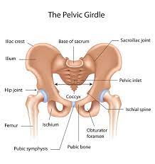 pelvic floor pain hemmett health