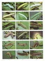 British Caterpillars Identification Guide Garden Design Ideas
