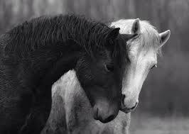 Résultat de recherche d'images pour "cheval noir et blanc" | Horses, Horse  love, Beautiful horses