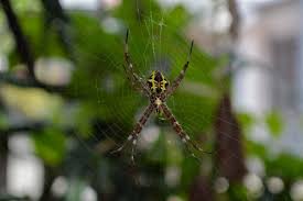these 6 plants can keep spiders away