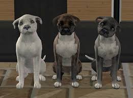 Bulldog crossed with the black and tan terrier, and was developed as a fighting dog. Mod The Sims 3 Staffordshire Bull Terrier Pups