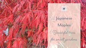 Japanese Maples Beautiful Trees For