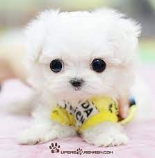 See more ideas about cute puppies, puppies, cute dogs. Puppies Cute Cute Baby Animals Baby Animals Cute Animals