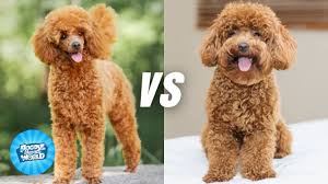toy poodle vs miniature poodle dog