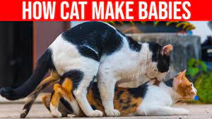 how cat make es cat mating all