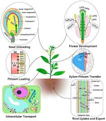 amino acid transporters in plants