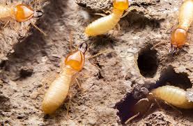 Outdoor Guide To Termite Treatment