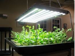Where To Use T5 Grow Lights T5 Grow Light Fixtures