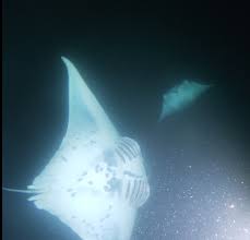 manta rays hawaii