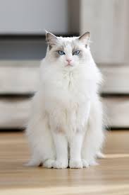 Explore 237 listings for very fluffy kitten at best prices. White Cat Breeds Daily Paws