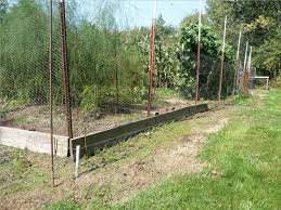Raccoon Fence Food Gardening