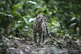 How many species of big cats are there? The 10 Species Of Wild Cats Of South America Worldatlas