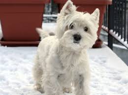 Image result for white toto dog