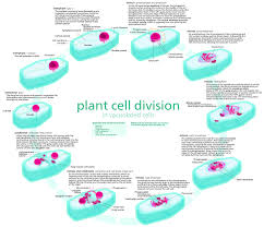 Maybe you would like to learn more about one of these? File Animal Cell Cycle Fr Svg Wikimedia Commons