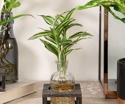 15 Indoor Plants In Glass Jar Ideas