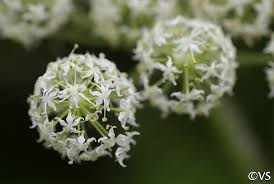 Heracleum lanatum | California Flora Nursery