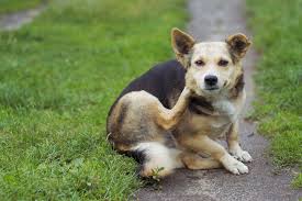 skin irritation in dogs