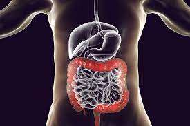 colon large intestine anatomy