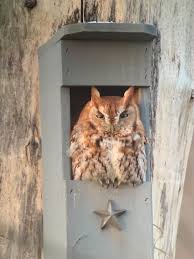 Best Owl House Nest Box Screech Owls