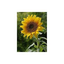 The best time to plant sunflower seeds is spring. Giant Sunflower Seeds Grow A Truly Giant Plant One Single Stem Great Fun