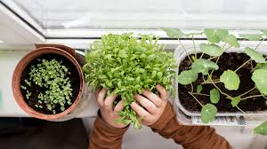Grow Your Own Windowsill Veggies And Herbs