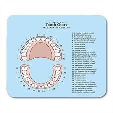 Amazon Com Emvency Mouse Pads Pink Education Tooth Chart