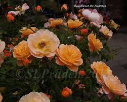 shrub rose groundcover rose flower