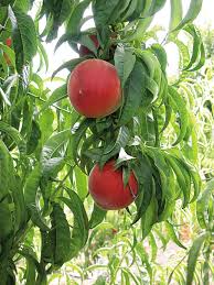 How To Grow The Best Fruit Trees For