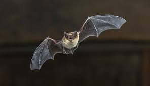 how to see uk bats and give them a