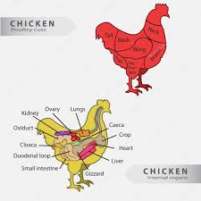 Chicken Internal Organs Basic Chicken Internal Organs And