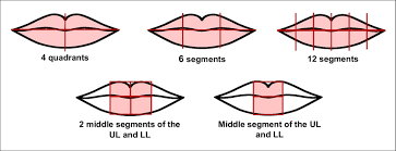 ilration of the diffe lip zones