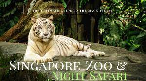 Pioneer among nocturnal zoos, the safari is quite enjoyable and enthralling. Singapore Zoo And River Safari Nerd Nomads