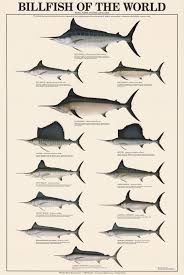 Billfish Of The World Fish Chart Fish Art Fish Information