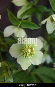 Hellebore Flowering Hi Res Stock Photography And Images Alamy gambar png