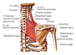 The muscles of the back can be divided in three main groups according to their anatomical position and function. Levator Scapula Tension Why You Should Minimize Repetitive Overhead Arm Actions Stacy Dockins