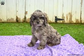 Homepage / pets / cockapoo puppies illinois wisconsin. Rocky Cockapoo Puppy For Sale In Pennsylvania