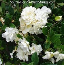 Gardenia Bush