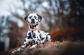 are dalmatians good guard dogs