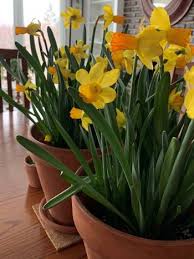 Spring Flowering Bulbs Indoors