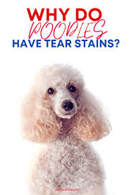 why do poodles have tear stains 2023