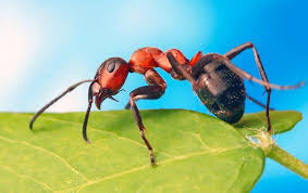 carpenter ants are in your walls
