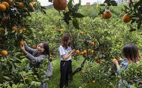 tourists experience orange harvest in